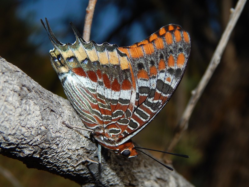 Charaxes jasius finalmente!!!!